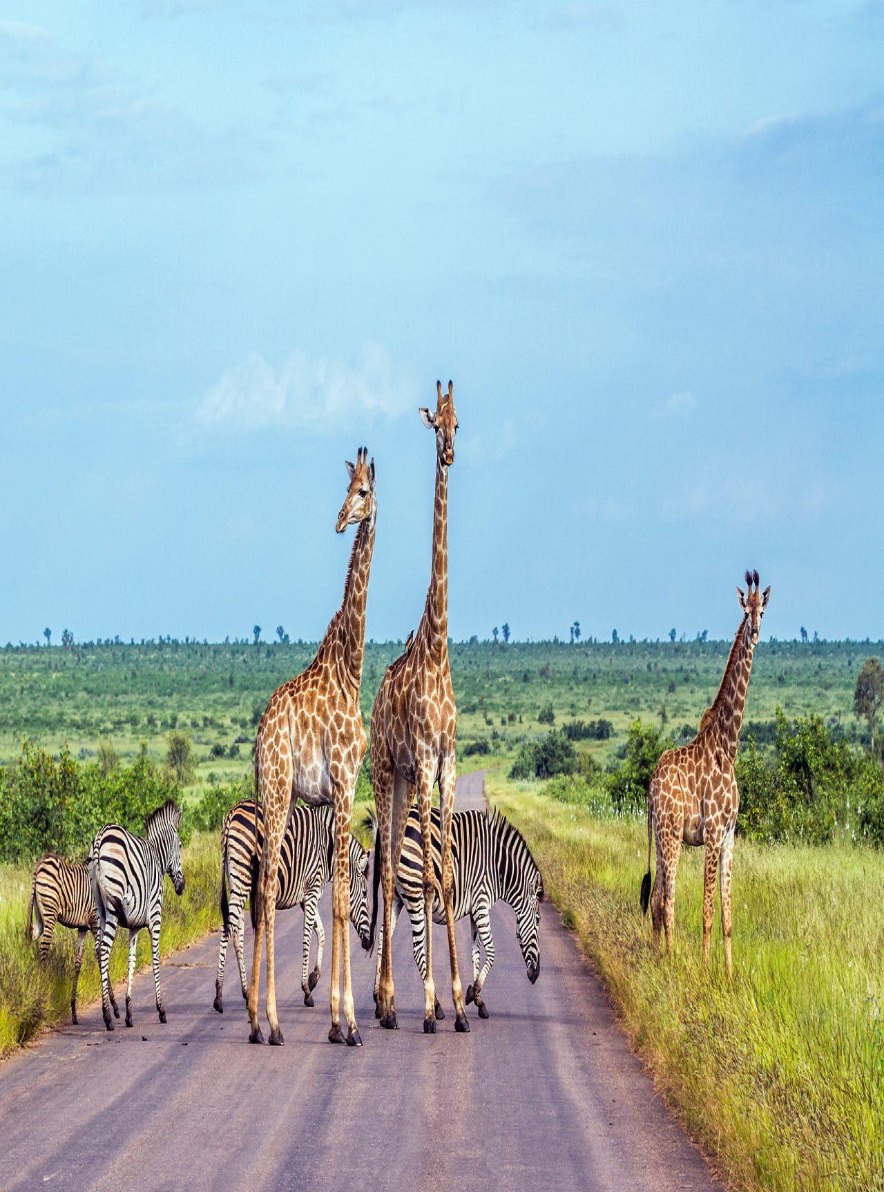 El Parque Kruger, en Sudáfrica, es uno de los parques más grandes y famosos, hogar de los Big Five y rica biodiversidad