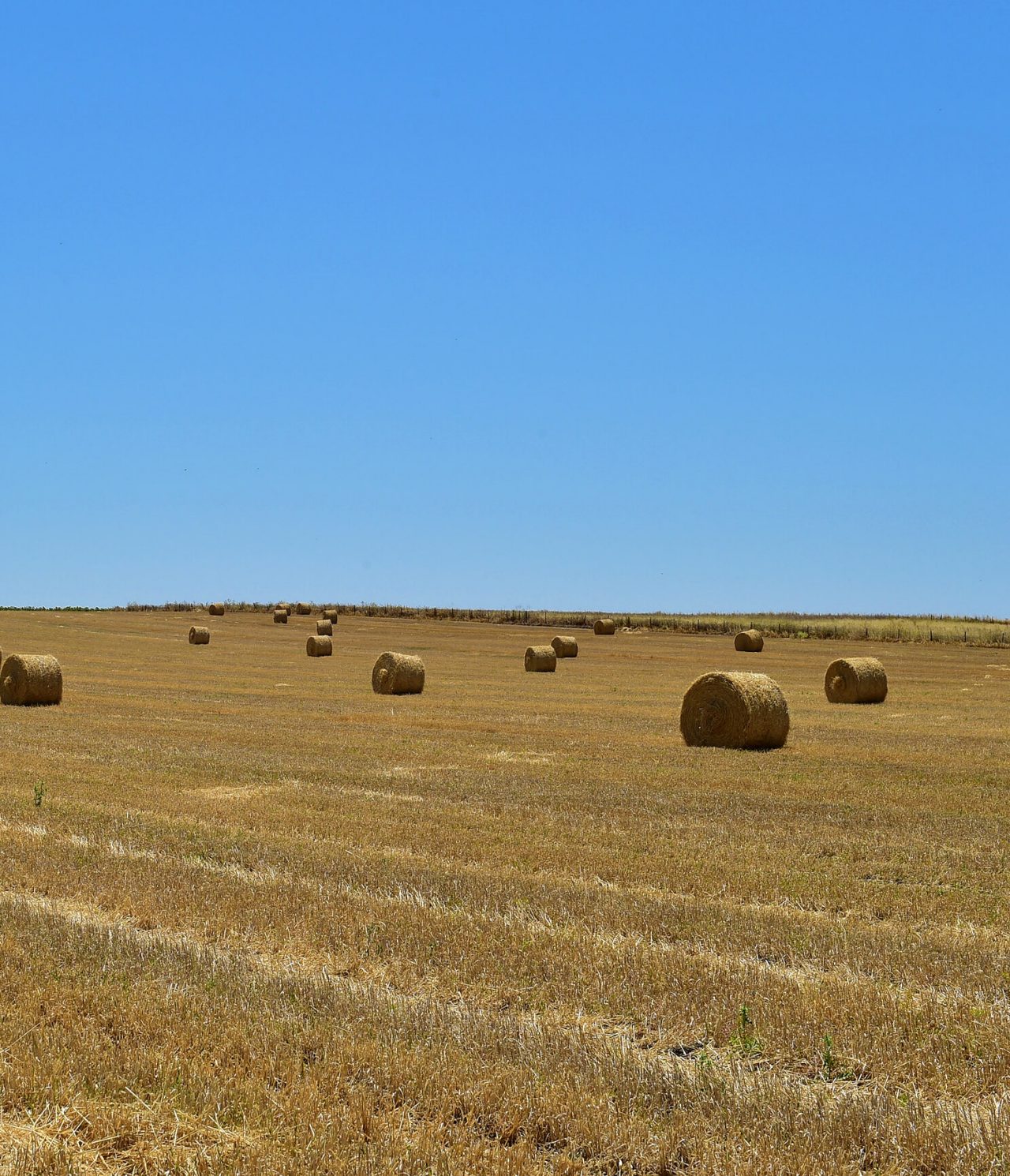 Paisaje rural de un campo de fardos de heno en la región de Alentejo, bajo un cielo azul