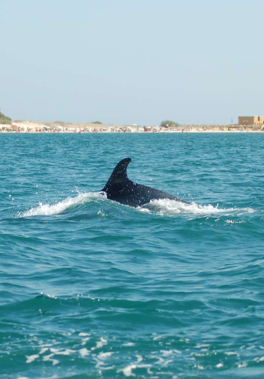 Parte superior de un delfín avistado desde un barco, muy cerca, con la playa a lo lejos y algunos edificios alrededor