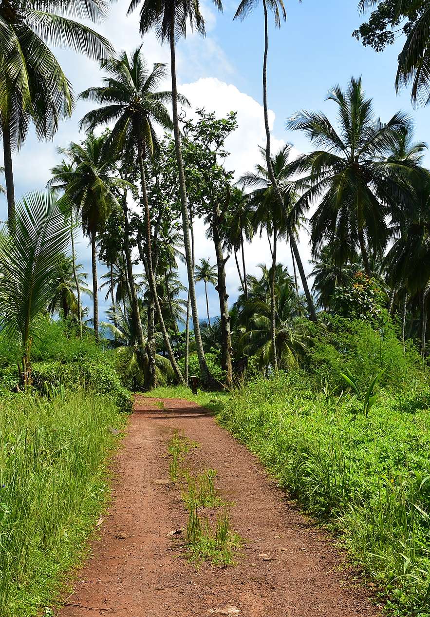 Trilhos para fazer caminhadas rodeado de paisagem tropical com palmeiras e céu azul no Ilhéu das Rolas