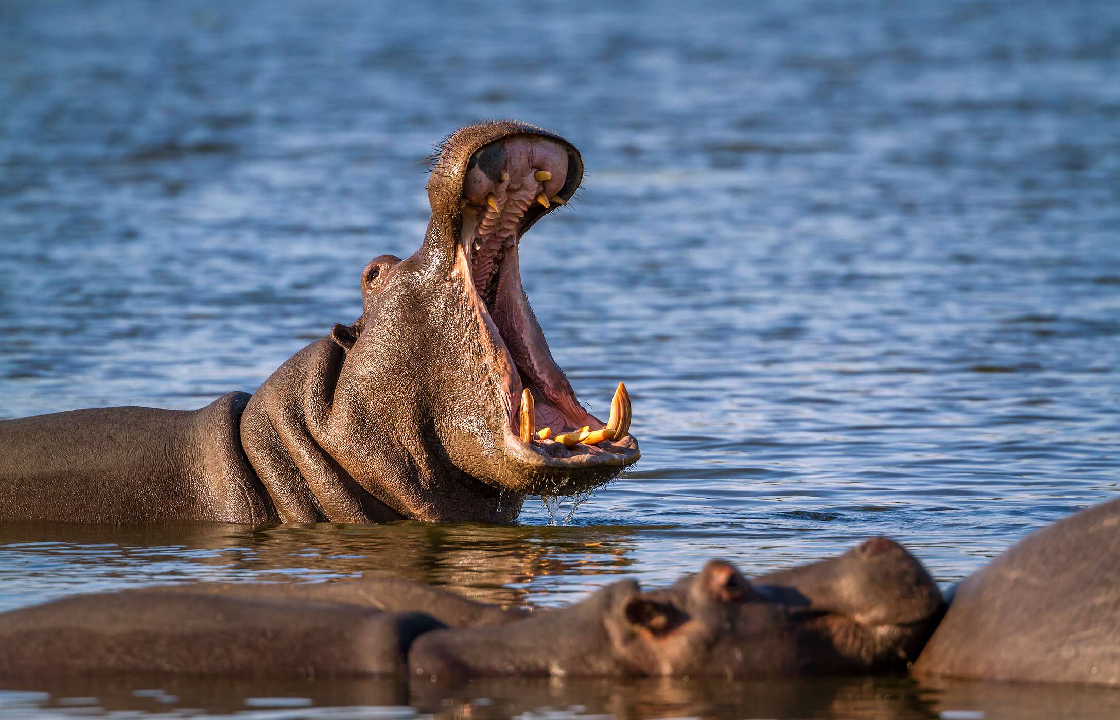 Gruppe von Flusspferden, die sich in den ruhigen Gewässern eines Flusses im Krüger-Nationalpark entspannen, während eines von ihnen das Maul öffnet