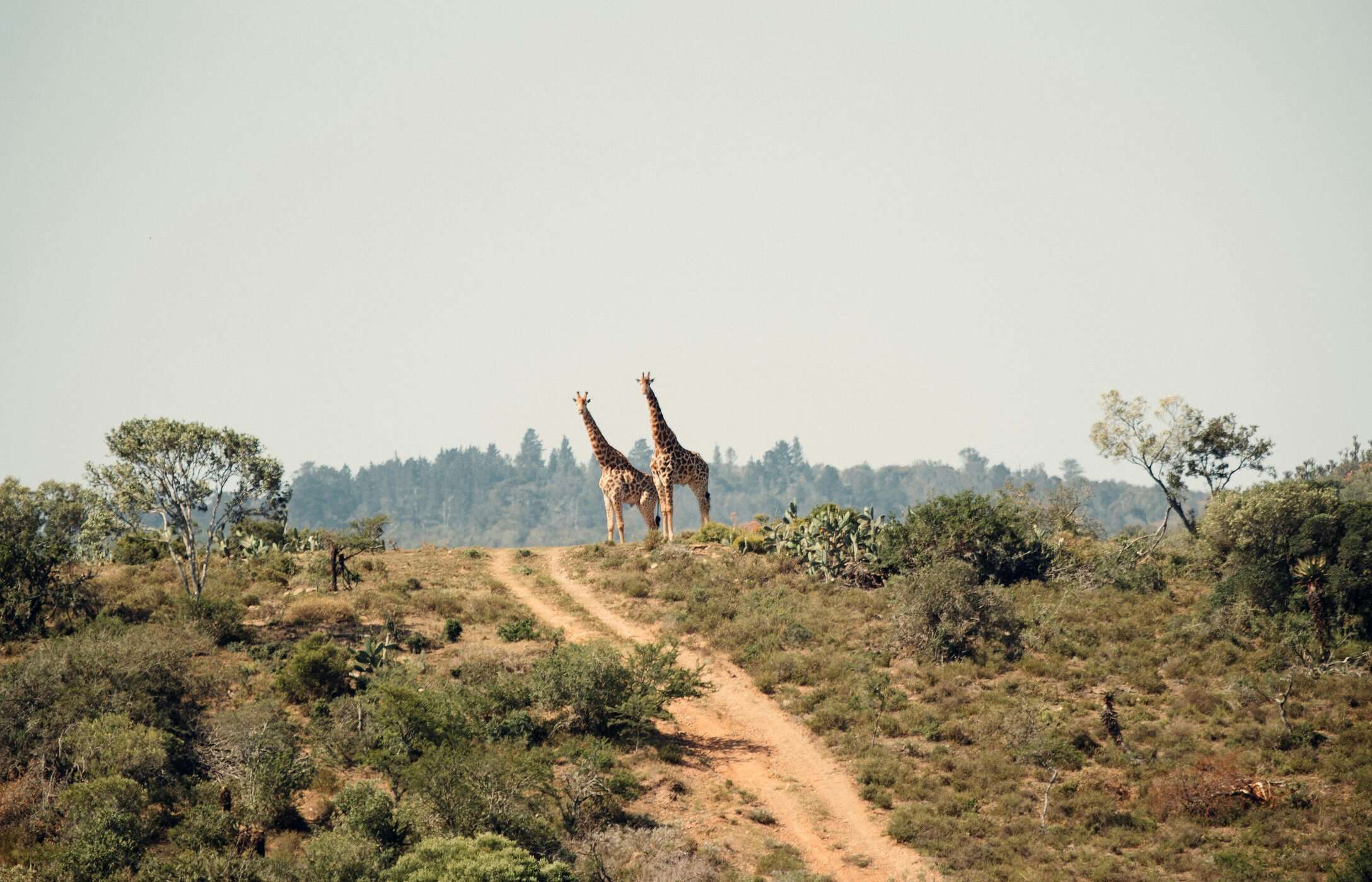 Zwei Giraffen stehen auf einer Schotterstraße mitten im Kruger-Nationalpark
