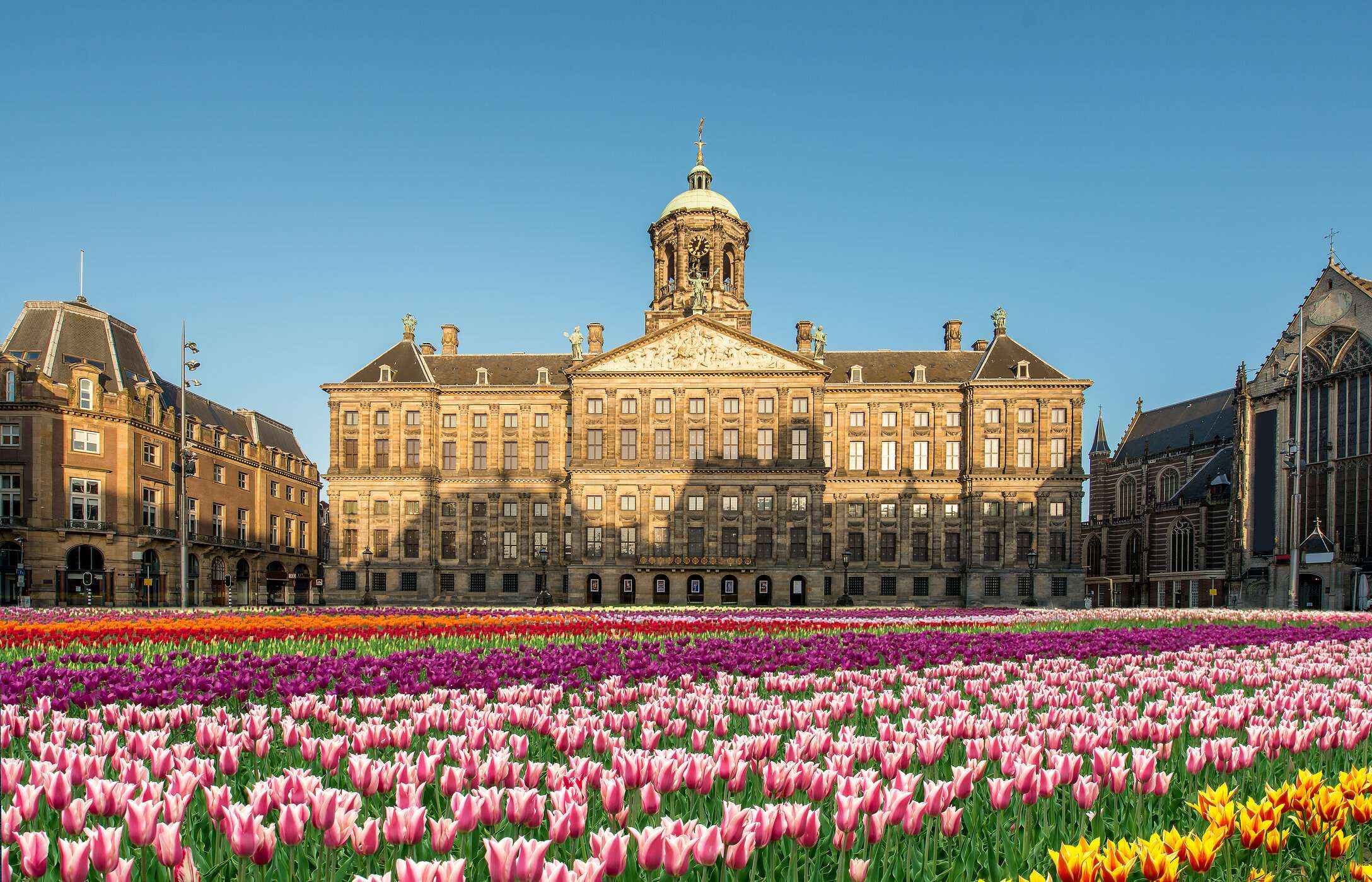 Königlicher Palast von Amsterdam, ein imposantes Backsteingebäude mit einem lebendigen Teppich aus bunten Tulpen