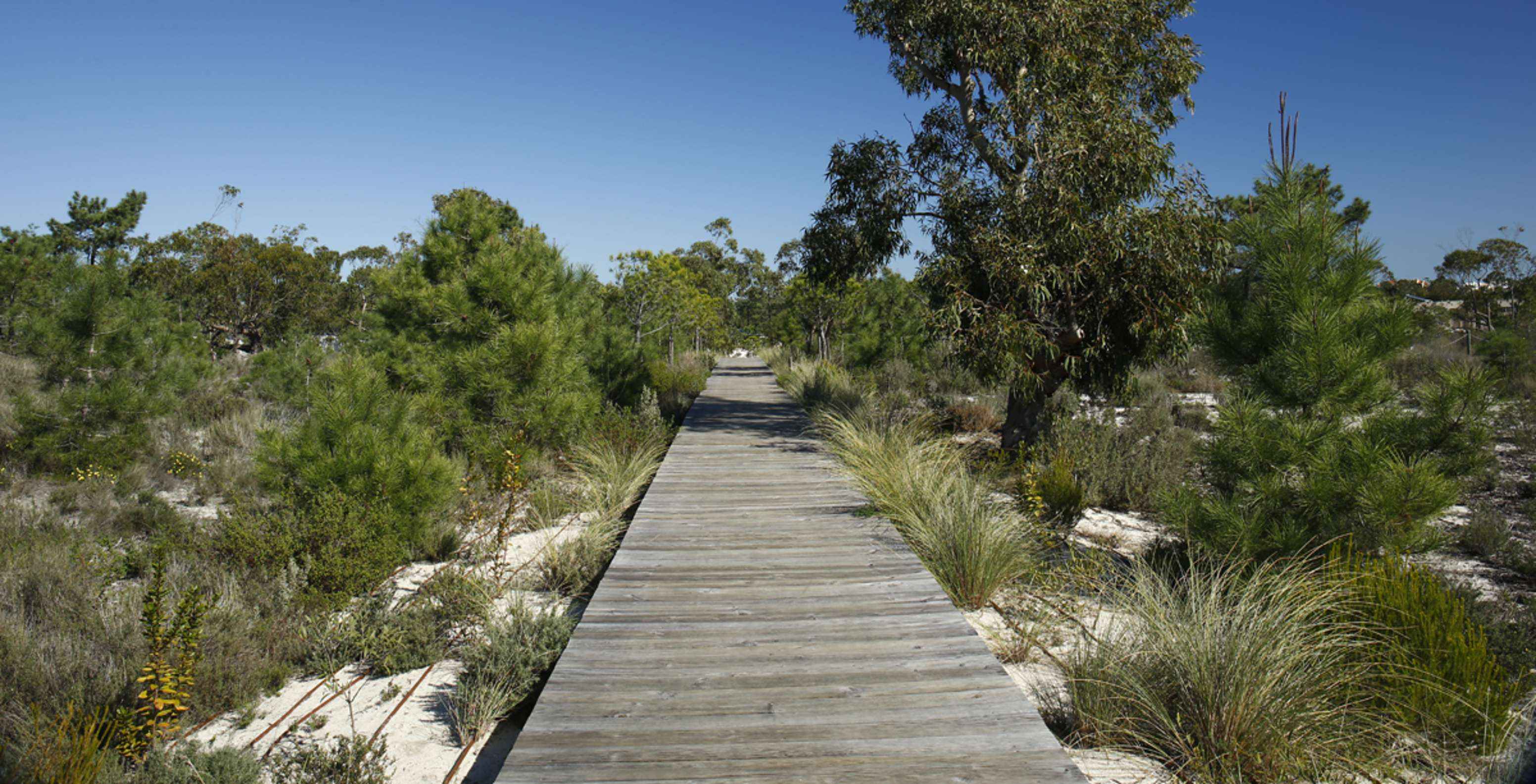 Wooden boardwalk through nature, offering a path for long walks and scenic views