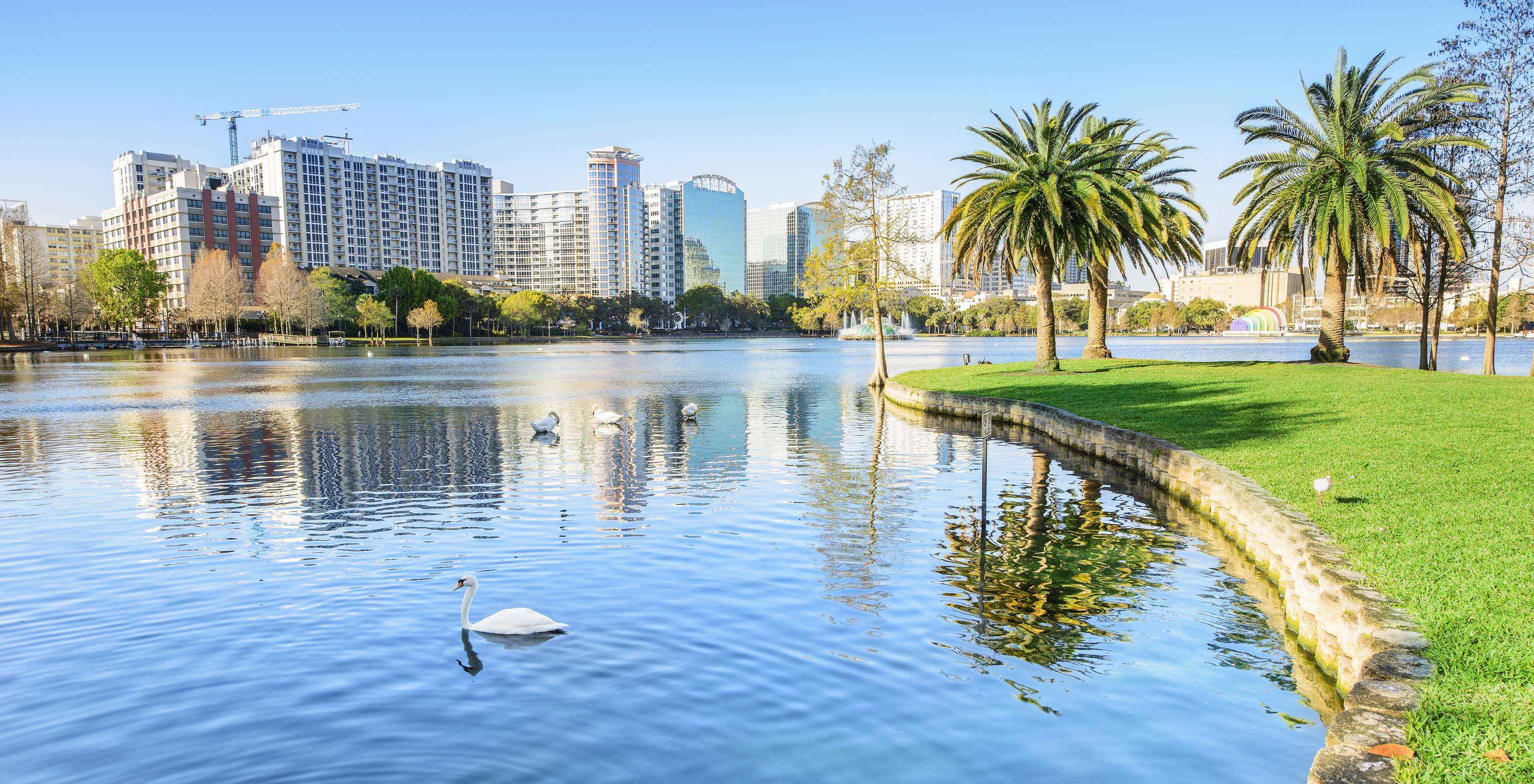 View of a calm lake with white swans on a clear blue day with the Orlando cityscape in the background