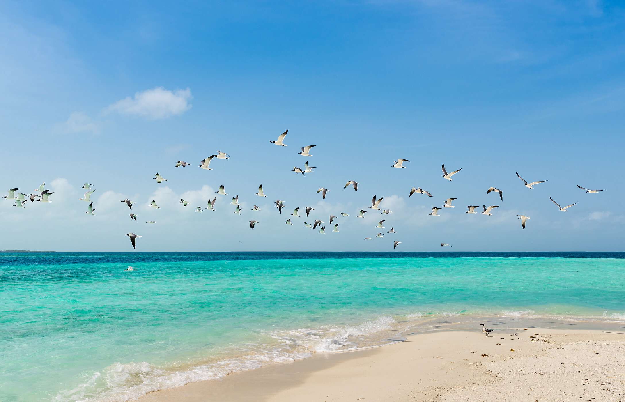 View of the beach in the Los Roques archipelago in Venezuela, with a flock of birds flying over its crystal-clear waters.