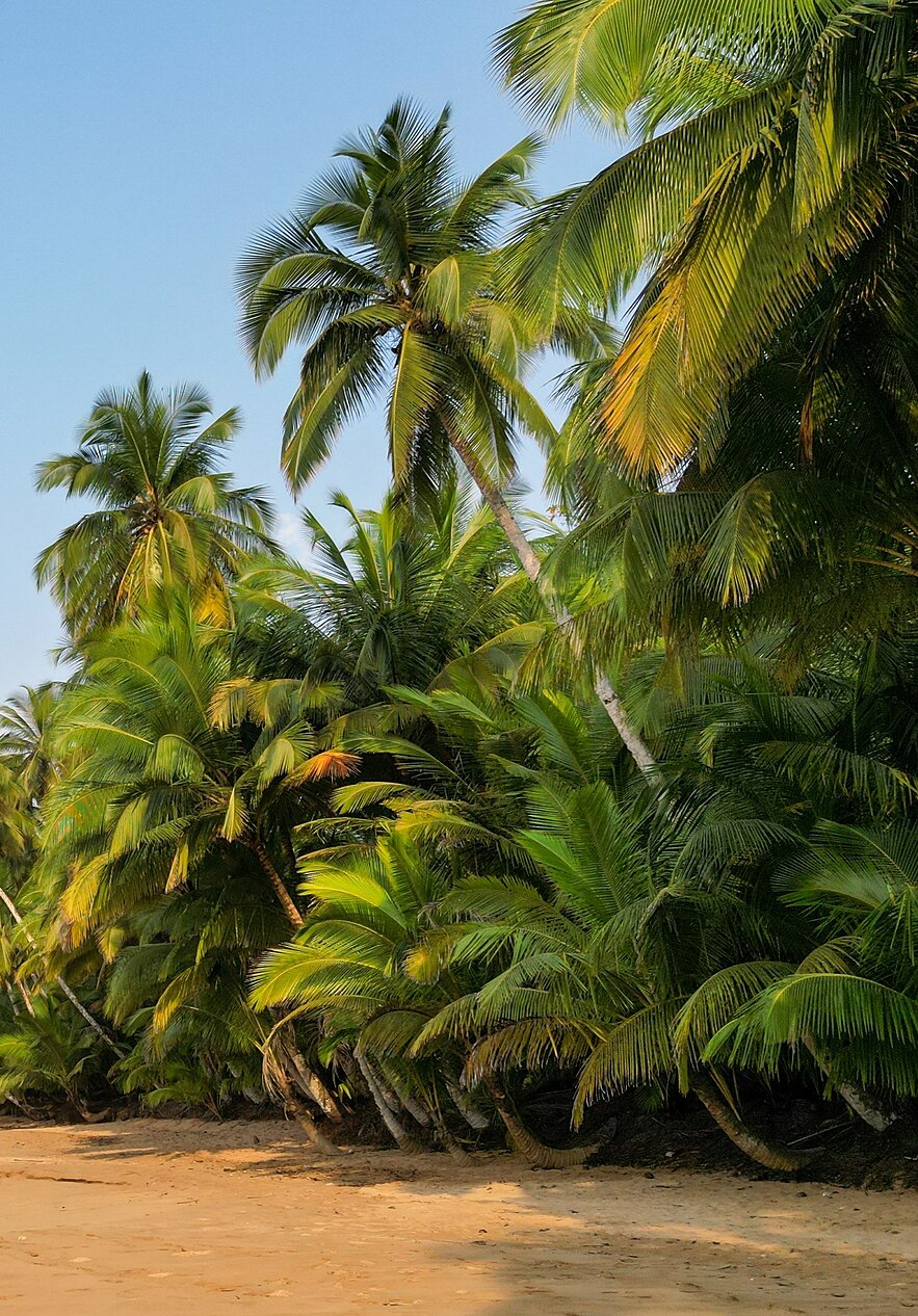Descubra São Tomé y Príncipe y relájese en playas de arena dorada rodeadas de vegetación.