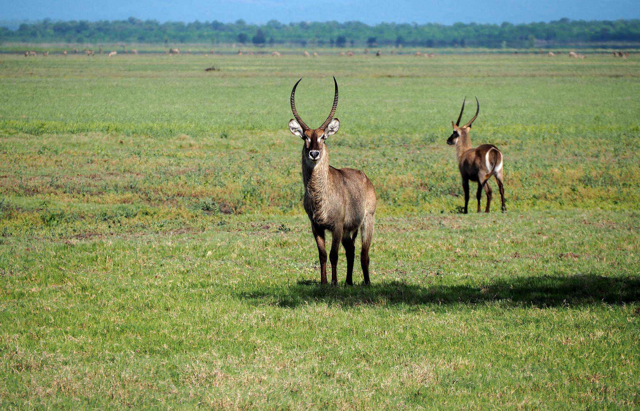 Deux waterbucks, grands antilopes africains, posant dans une savane avec de la végétation au Mozambique.