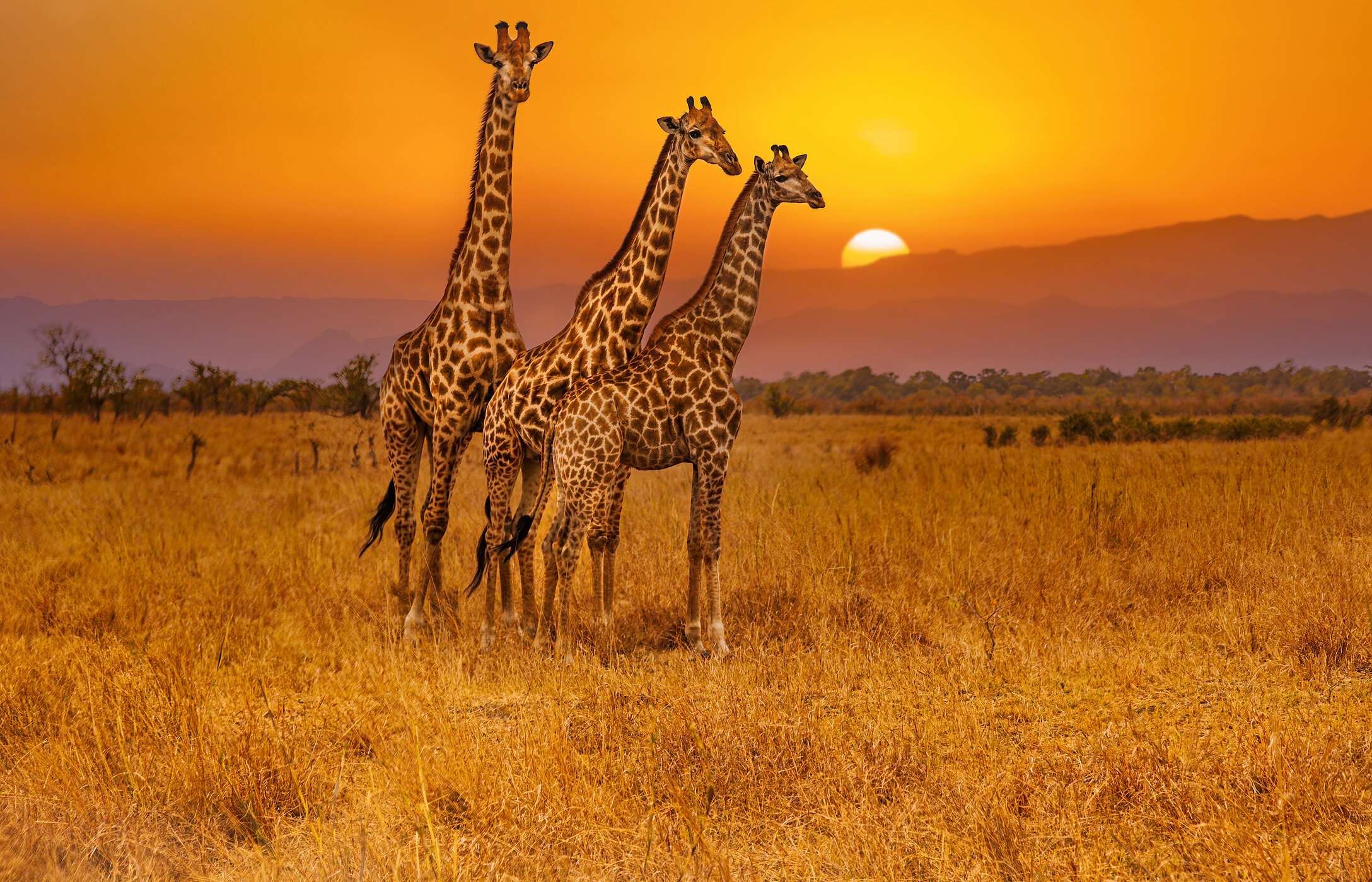 Observer les girafes dans le parc Kruger est une expérience magique, surtout lorsqu'on les voit se détacher sur le fond des vastes savanes