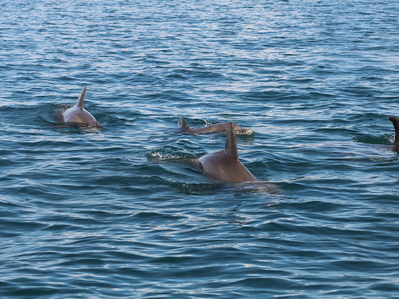 Eine Gruppe von Delfinen schwimmt in den türkisfarbenen Gewässern von Bazaruto und schaut an die Wasseroberfläche