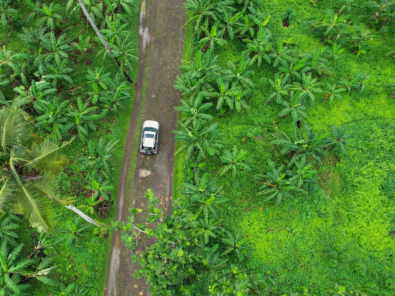 Fahren Sie mit dem Auto durch die Insel São Tomé, auf Straßen durch die Natur