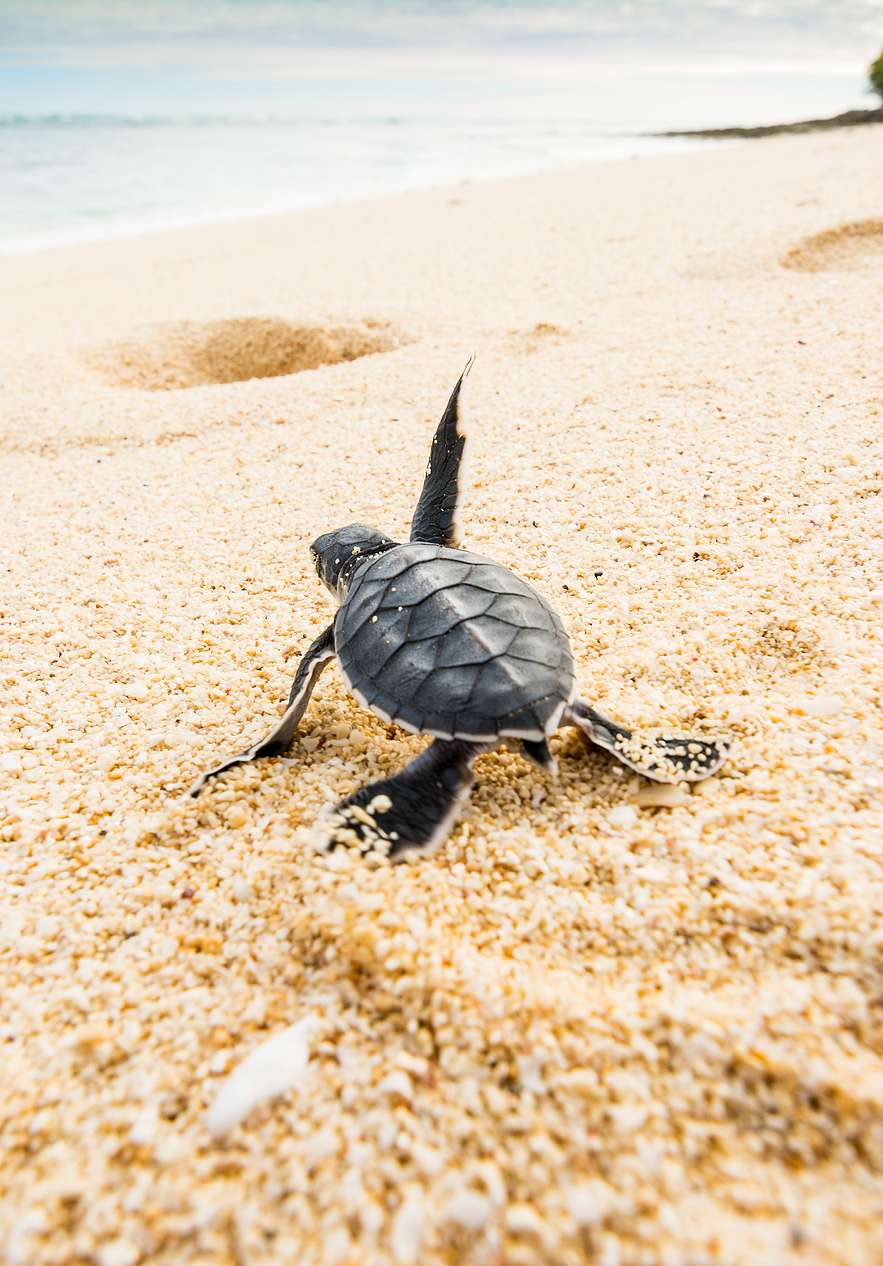 Babyschildkröte am Strand von Ilhéu das Rolas, läuft über den feinen, hellen Sand in Richtung des blauen Meeres