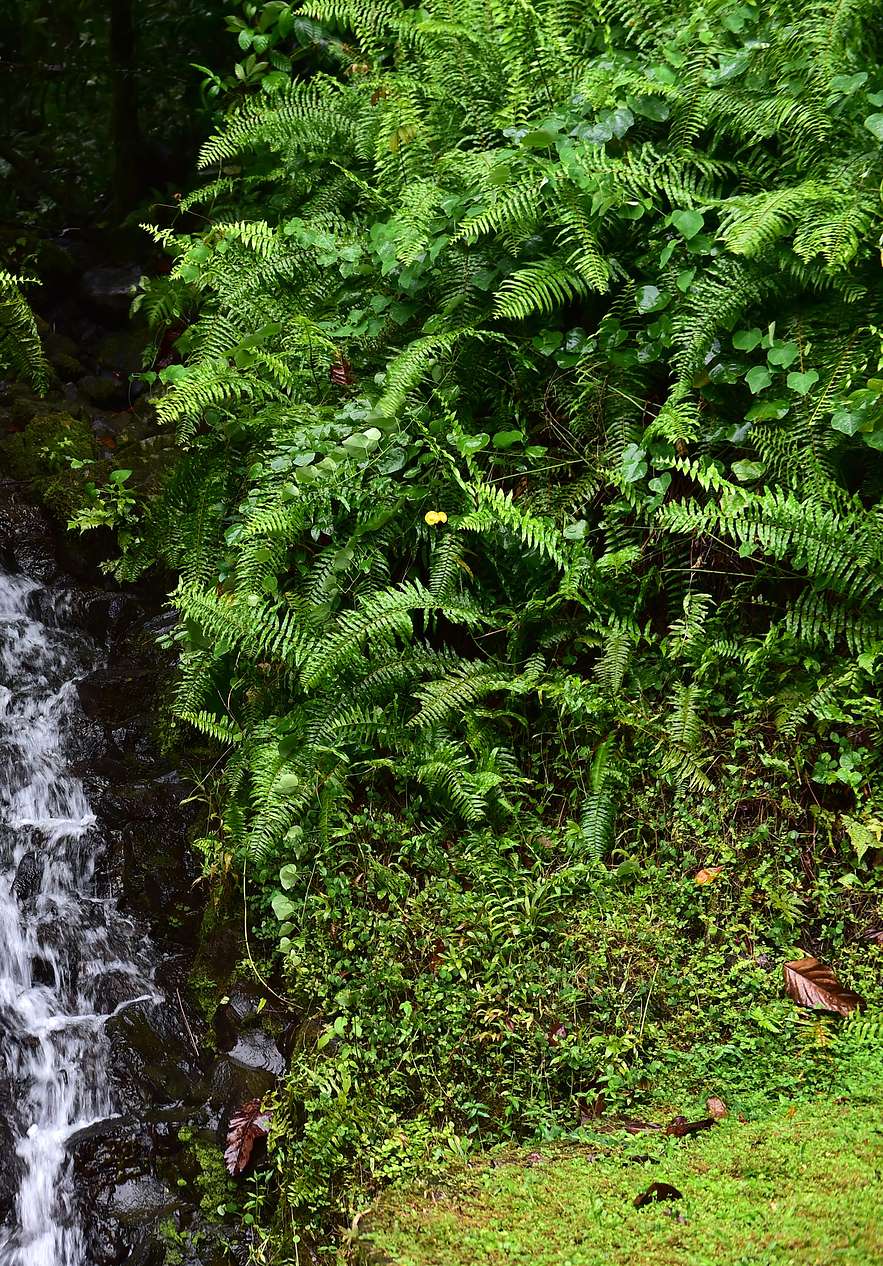 Naturpark in São Tomé, ein Biodiversitätsreservat mit einem Wasserfall inmitten der Pflanzen