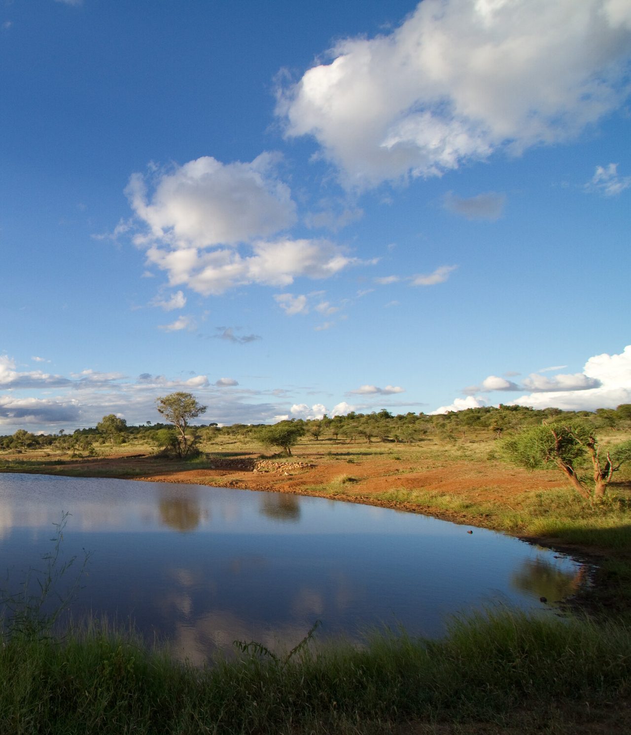 Besuchen Sie Südafrika und genießen Sie die Landschaft des Kruger-Nationalparks mit üppiger Vegetation und einem ruhigen See