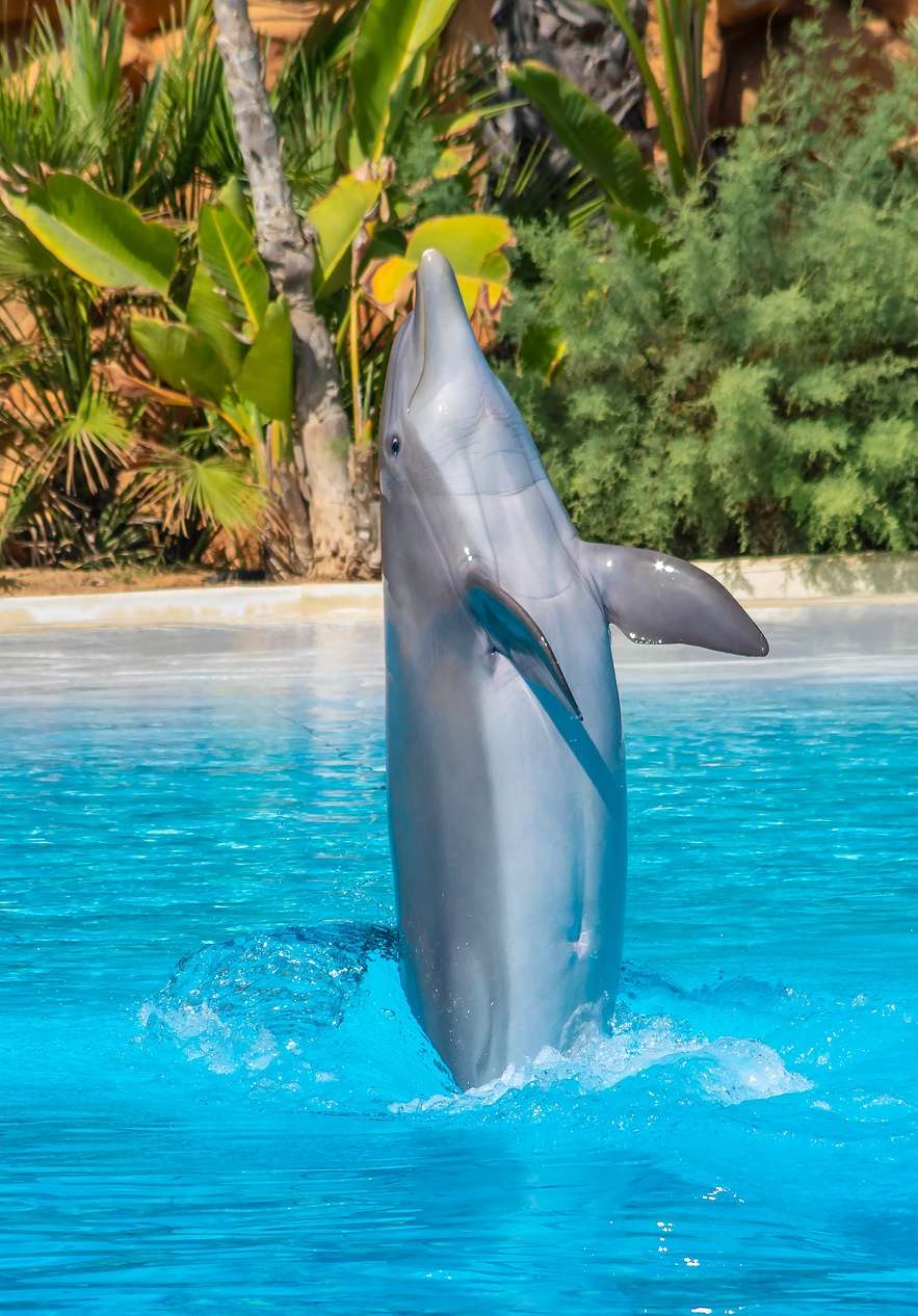 Delfin schwimmt im Wasserpark Zoomarine, mitten im Sprung, mit seinem graublauen Körper im Pool
