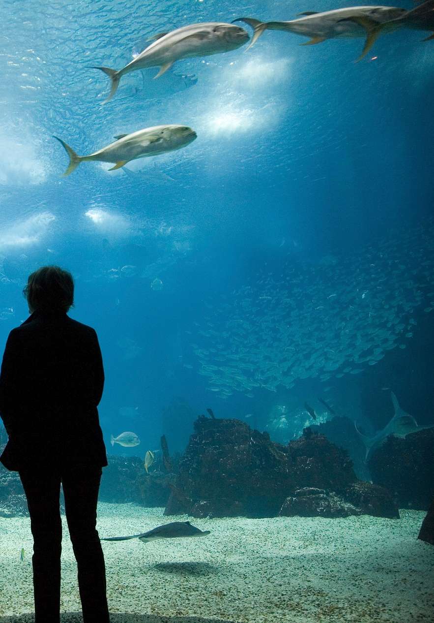 Ein Kind zeigt auf und eine Erwachsene steht daneben, blickt auf das Aquarium mit verschiedenen Fischen, Korallen und Sand