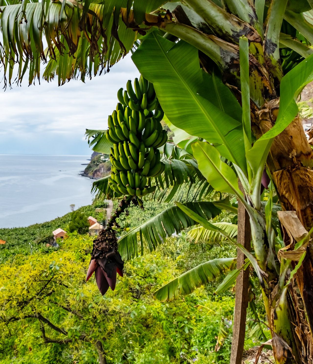 Bananenbaum inmitten der Vegetation auf Madeira, mit Blick aufs Meer