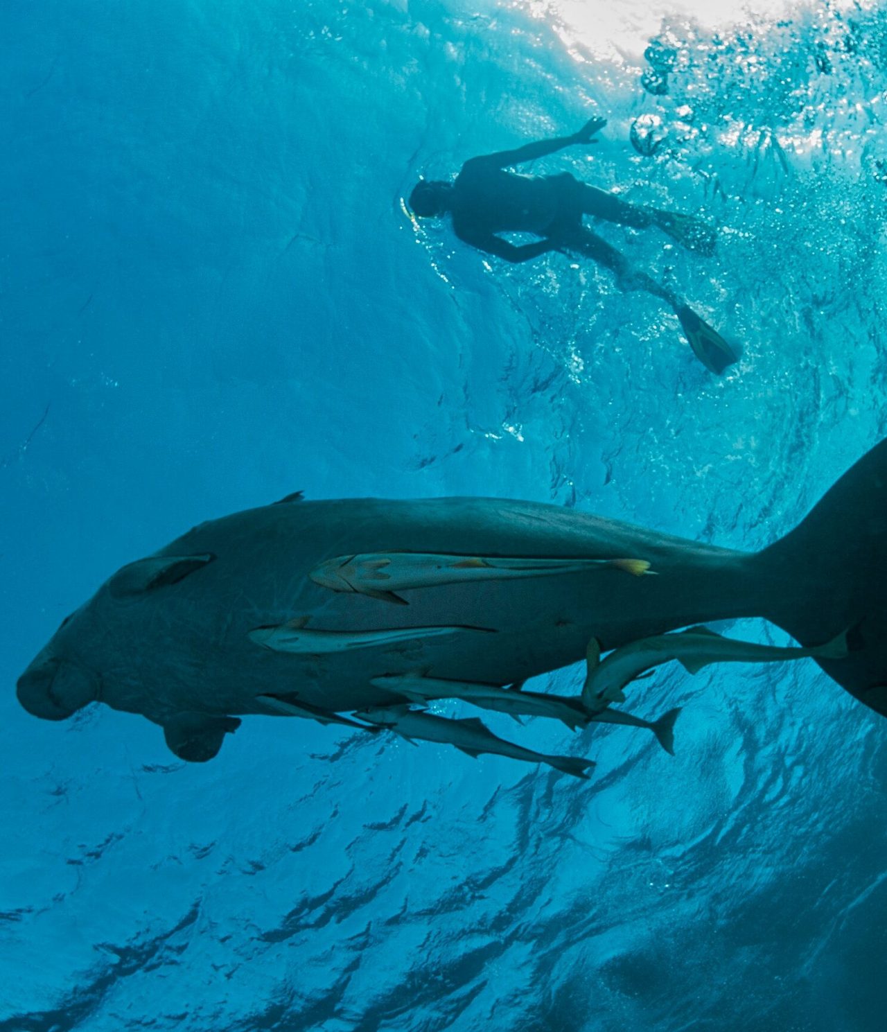 A snorkeler with fins, observing a manatee up close, in its natural habitat in the crystal-clear waters