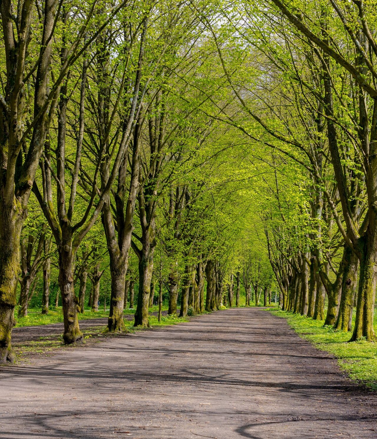 Long and narrow road with tall green-leaved trees, surrounded by grass and with light filtering through the tree canopy