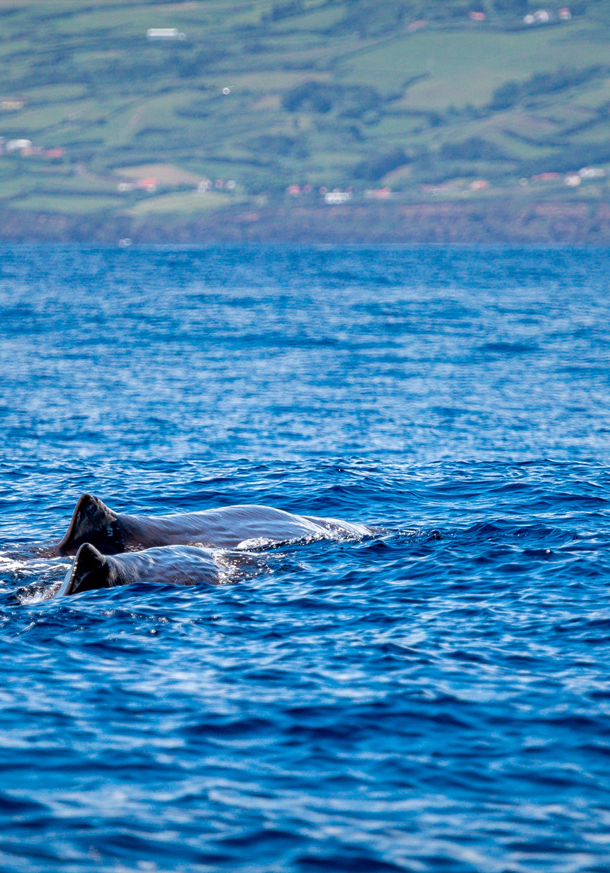 Parte superior de dos ballenas visibles sobre el mar desde un barco de avistamiento de cetáceos