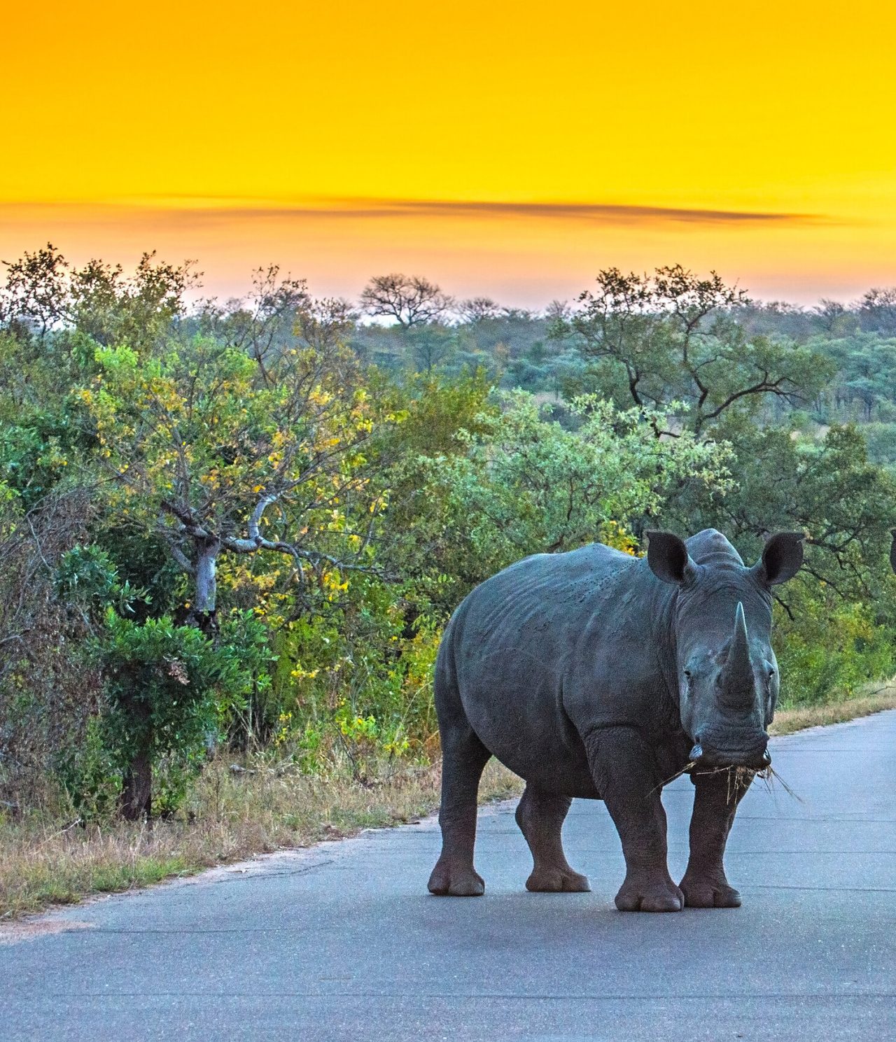 Un rhinocéros regardant attentivement au parc Kruger, entouré de végétation et d'un coucher de soleil en arrière-plan