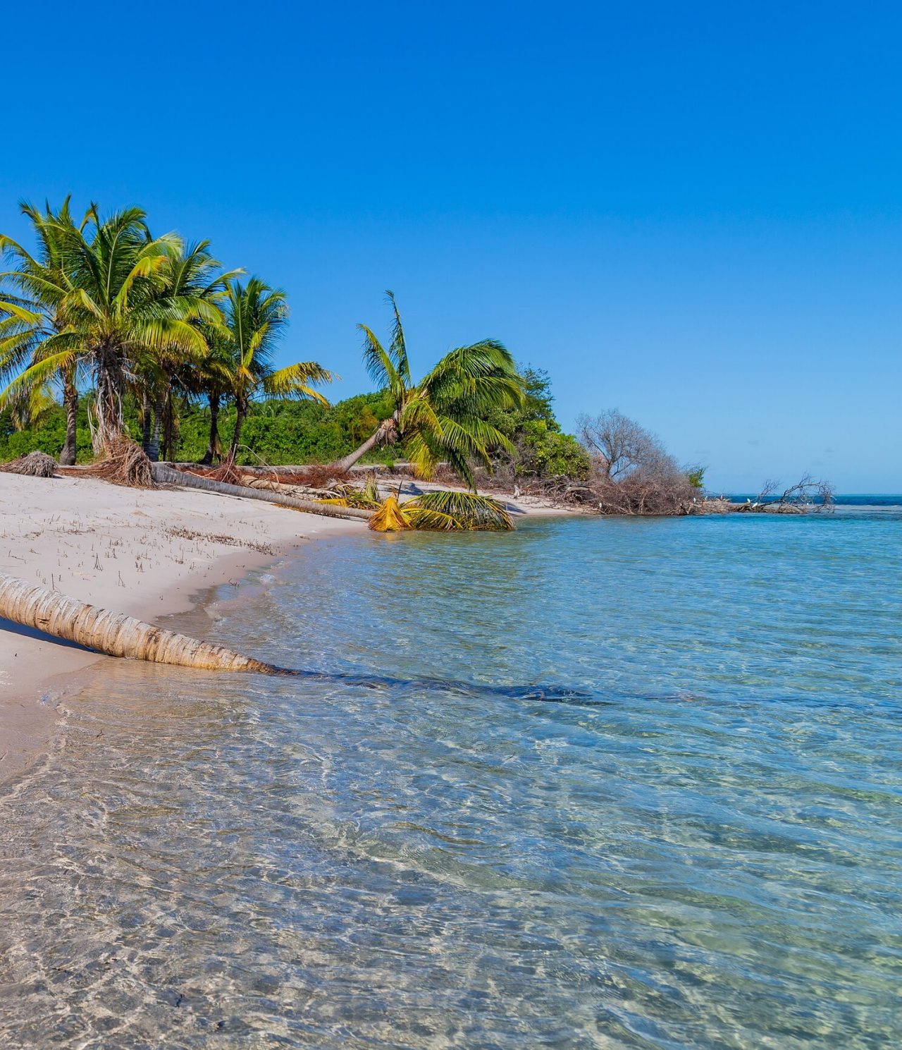 Plage à Maputo, avec plusieurs palmiers épars et une eau cristalline, bleue et très calme se fondant dans le sable