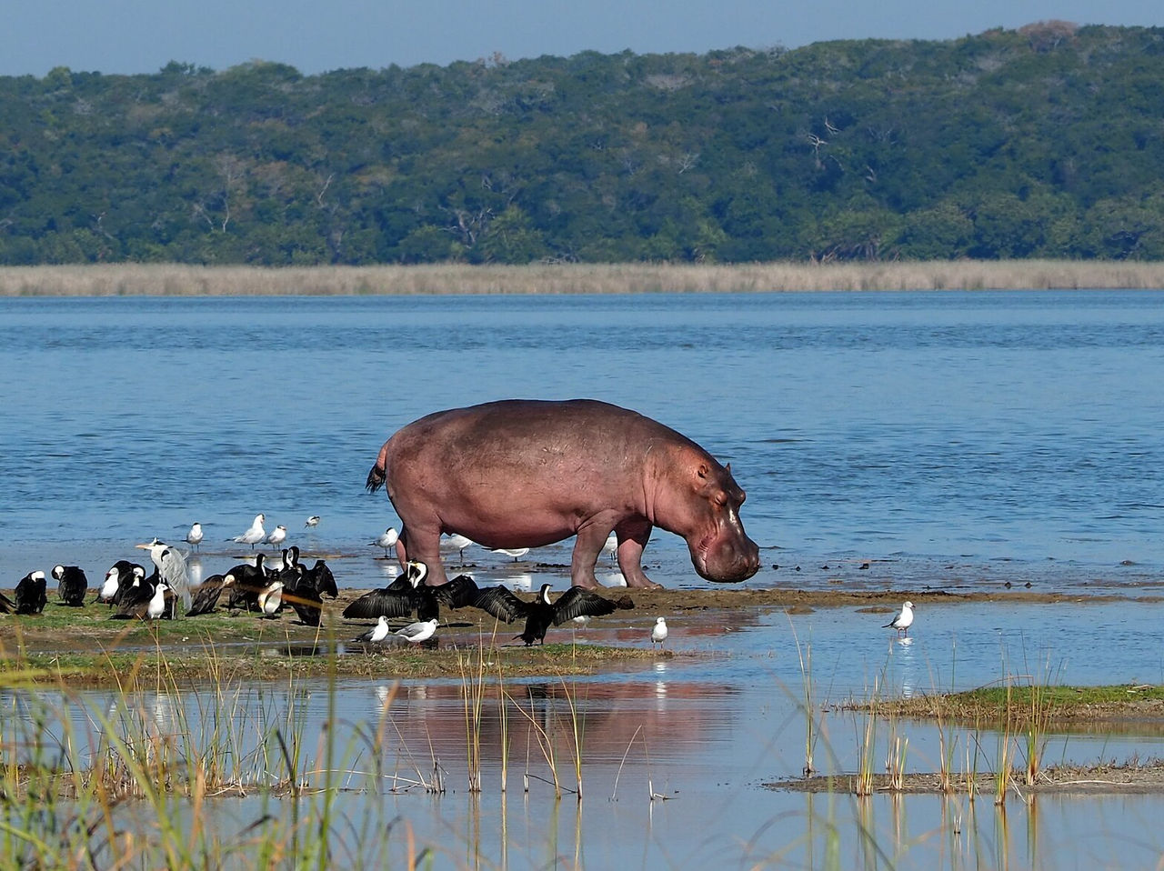 Zone protégée au Mozambique avec une faune très diverse, des hippopotames dans l'eau accompagnés de divers oiseaux