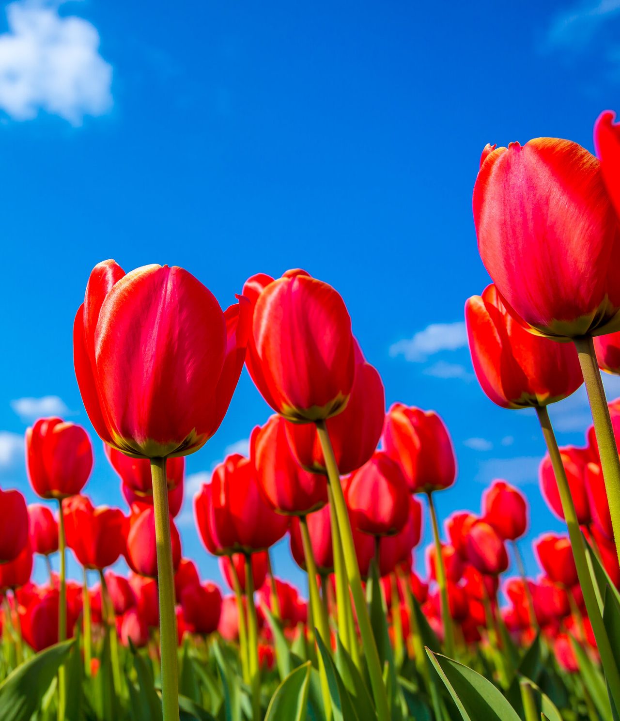 Champ infini de tulipes rouges vibrantes avec le soleil brillant derrière, par une journée claire et bleue