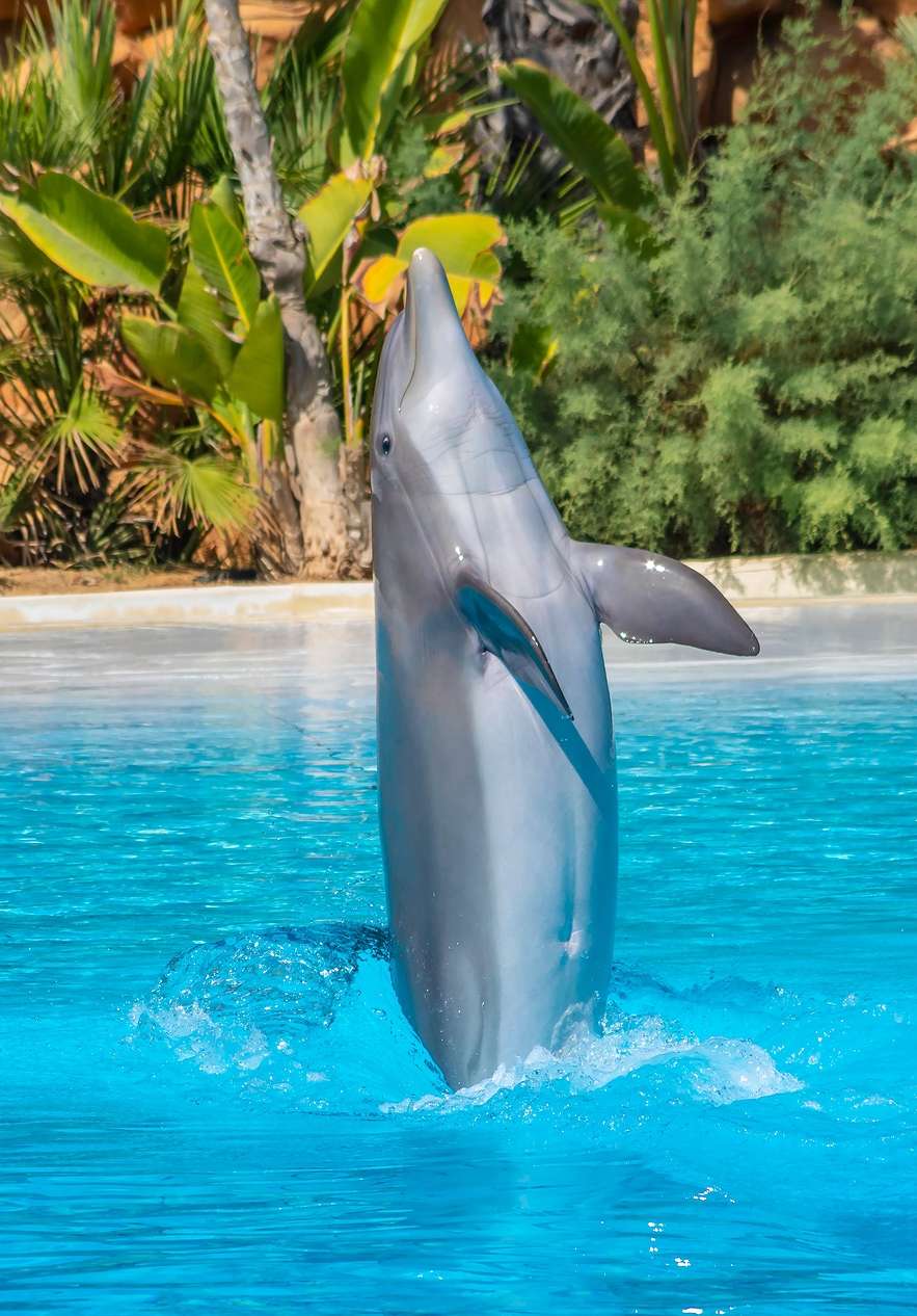 Visitez la vie marine au Zoo Marine, avec des dauphins sautant dans les piscines
