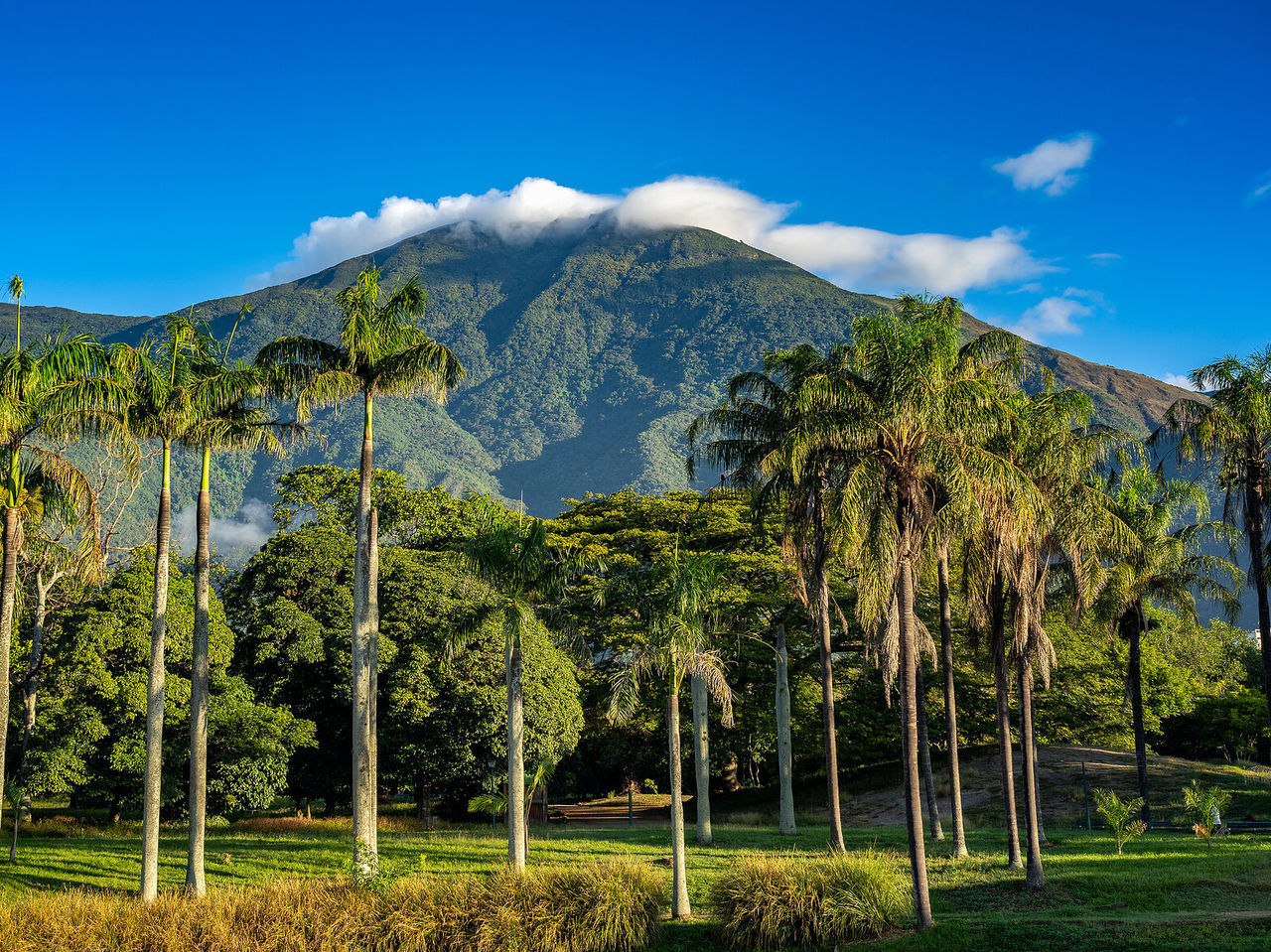Une grande montagne verte avec un nuage au sommet en arrière-plan, entourée d'arbres et de palmiers à Caracas