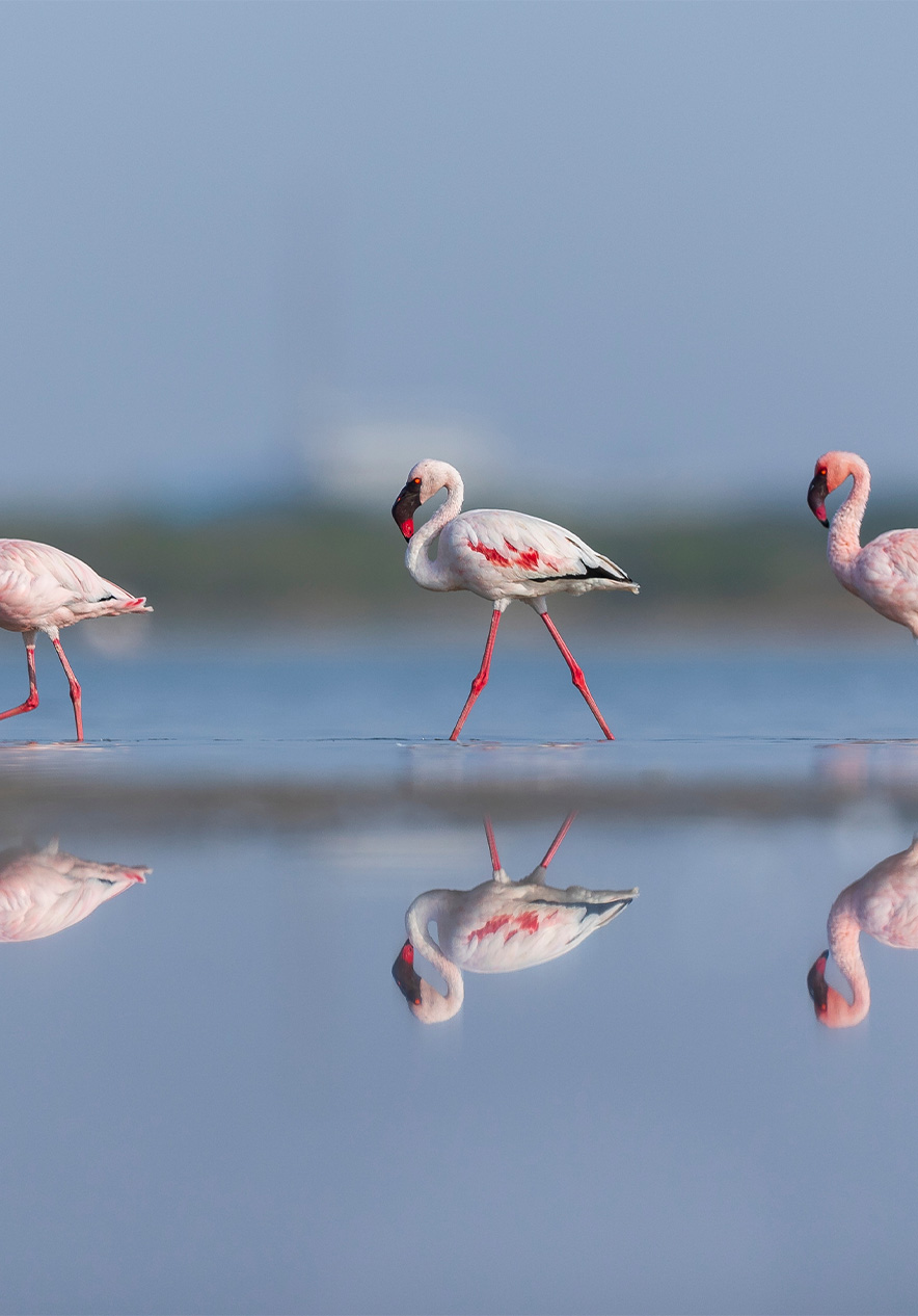 Flamingo's op het eiland Bazaruto kleuren het landschap met hun levendige kleuren, wat een onvergetelijk schouwspel creëert
