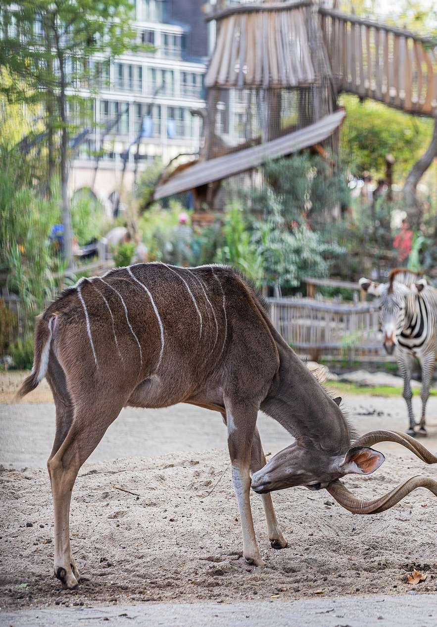 Foto van een dier in de Artis Zoo in Amsterdam, zich krabben op de grond, met een zebra op de achtergrond
