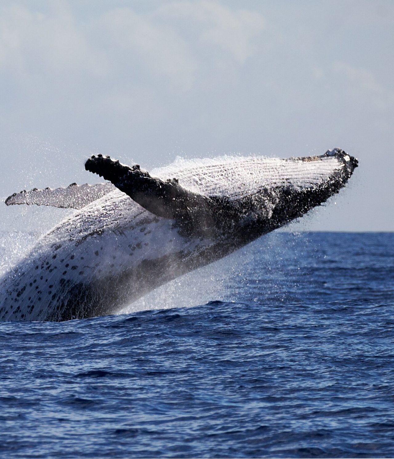 Bultrug walvis springt uit het water, met uitgestrekte vinnen, tegen een blauwe achtergrond en ruige zee