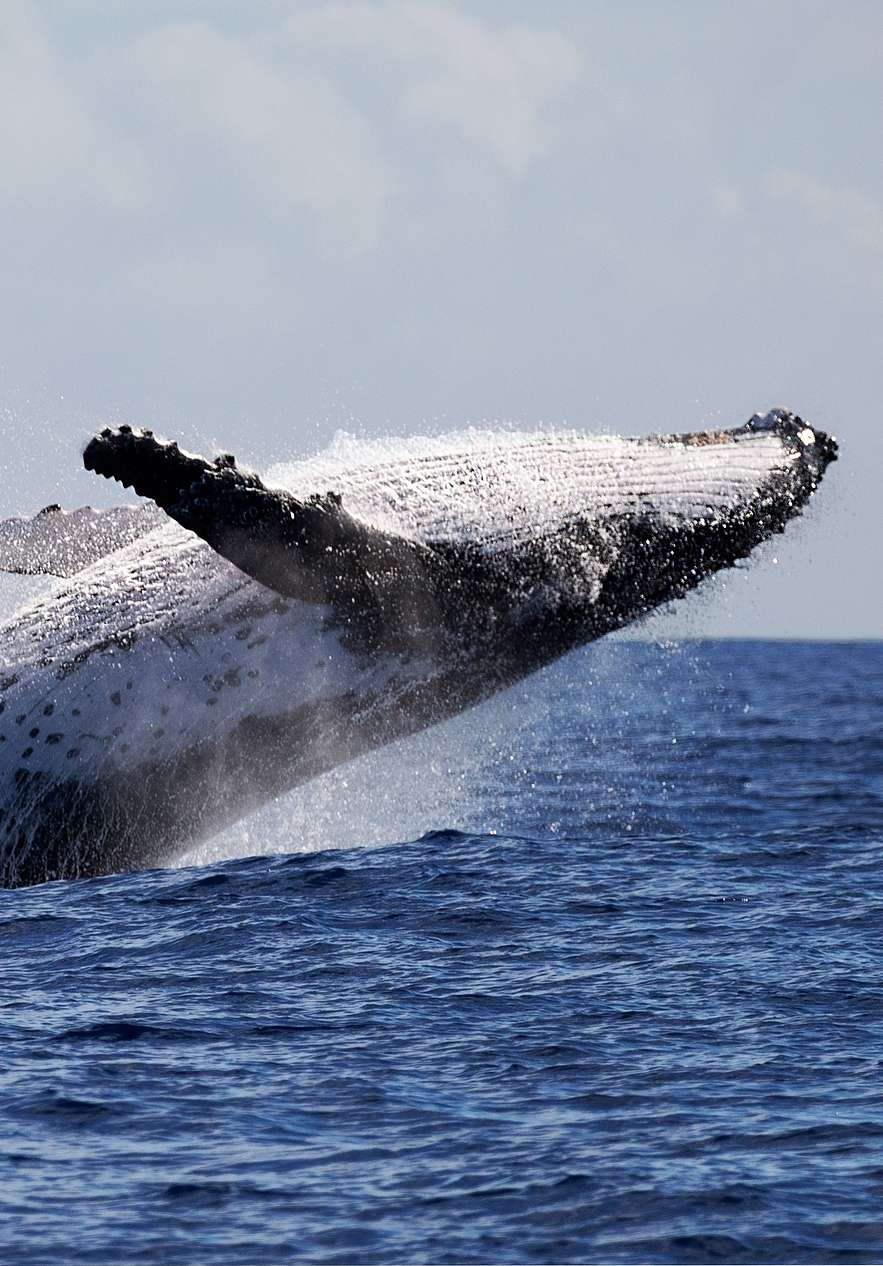 Een walvis springt en valt op haar rug, gezien vanaf een boot in Porto Santo, midden in de oceaan