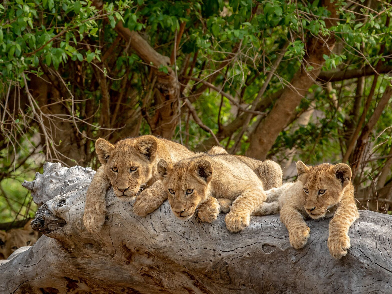 Os leões no Kruger Park são frequentemente avistados em grupos, descansando à sombra das árvores ou caçando em equipa