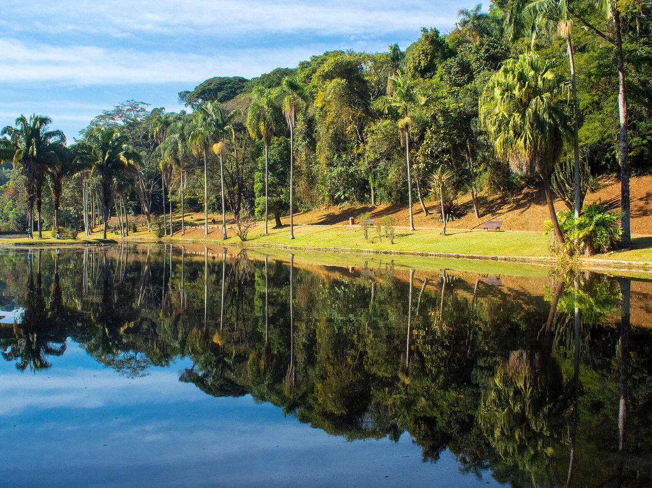 Vista para um lago em um parque com palmeiras à volta do lago e uma intensa vegetação de fundo