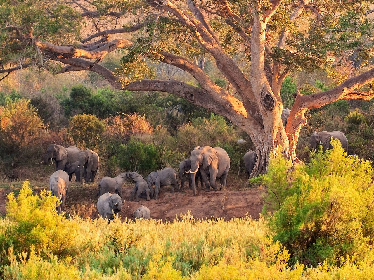 Os elefantes no Kruger Park são verdadeiros gigantes gentis que se movem pelas planícies demonstrando fortes laços familiares