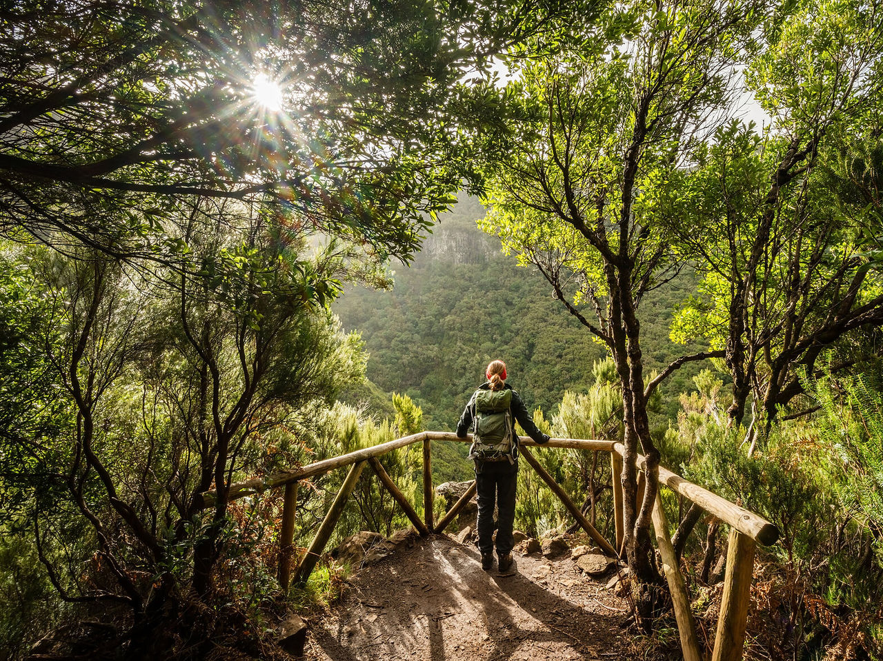 Venture into the nature of Madeira Island, where you can hike levadas through dense vegetation
