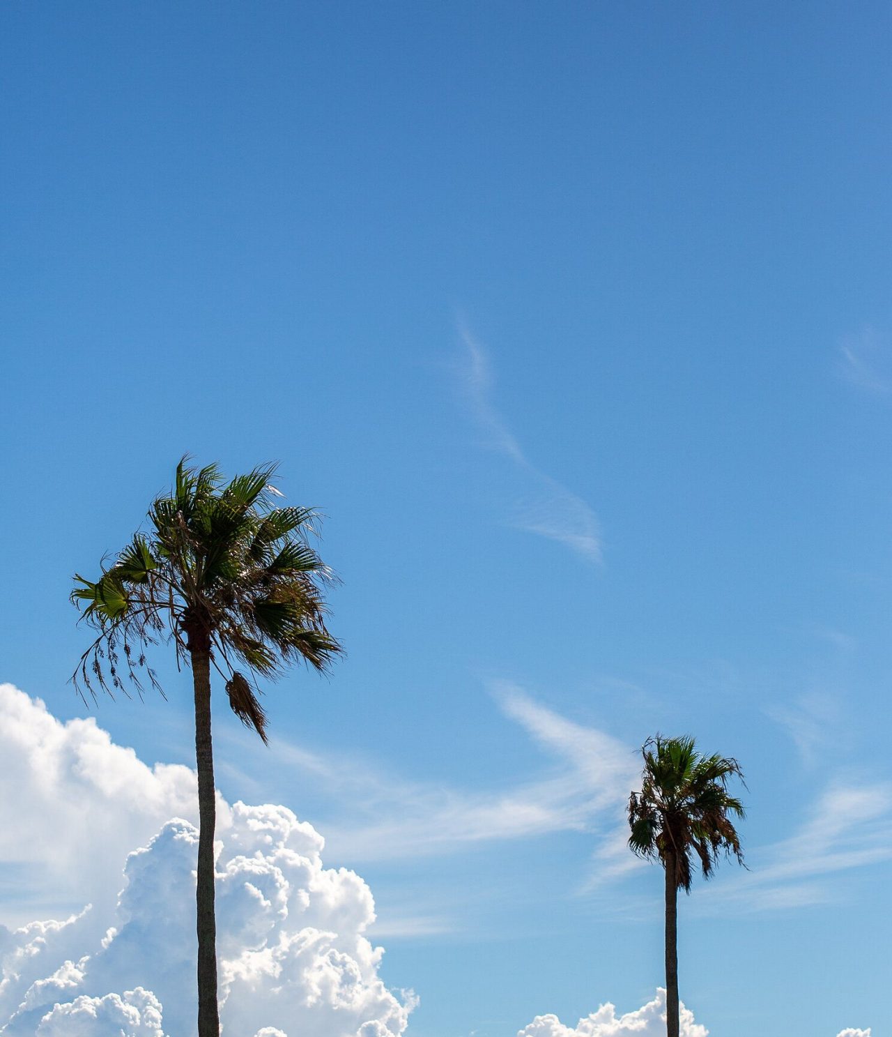 Panoramic view of a grassy field with two palm trees and a blue sky with some clouds in the background